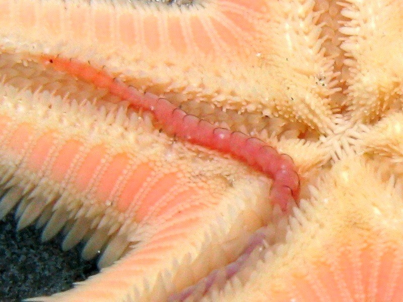 Acholoe astericola?